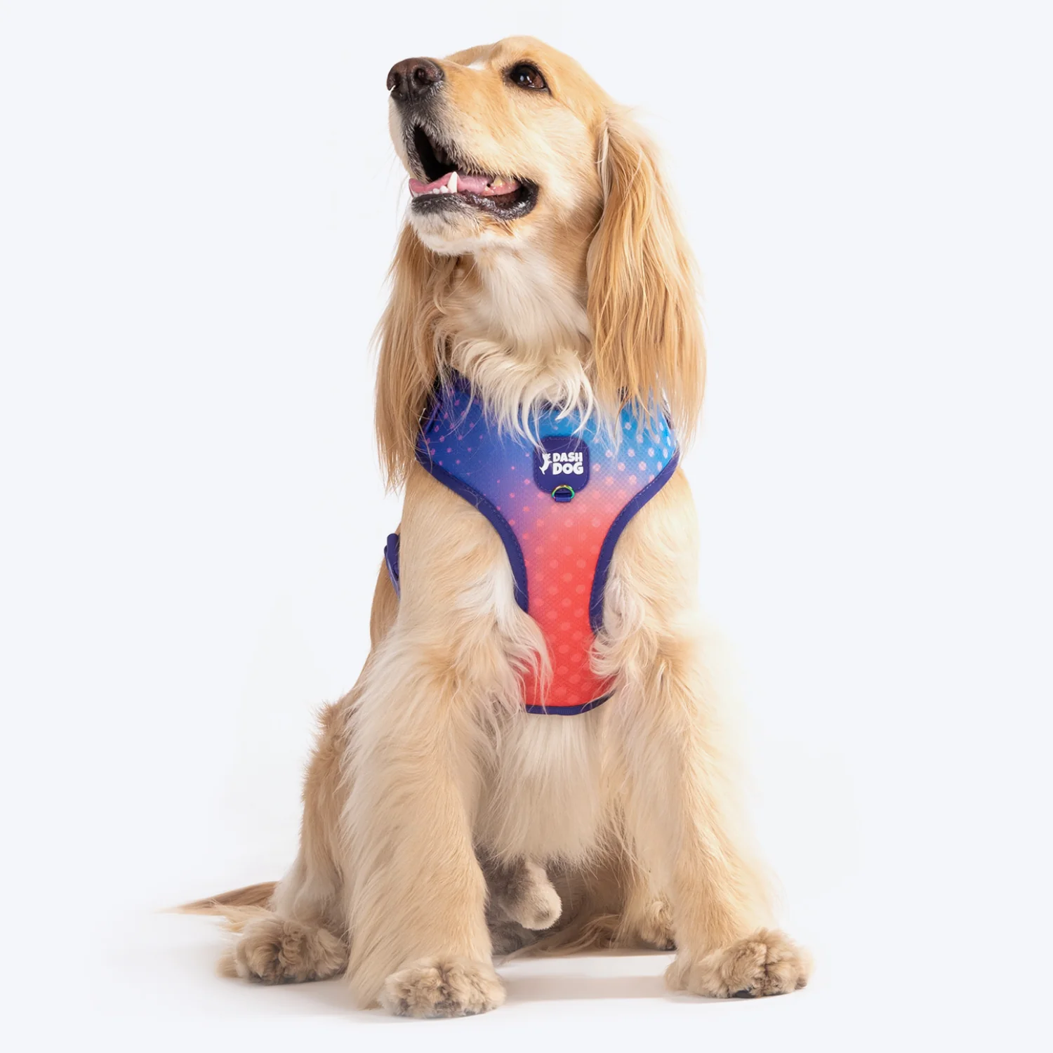 Petx | Pet Care & Pet Shop Website Template